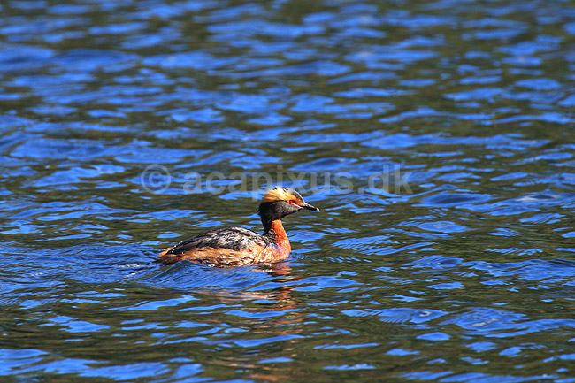 Nordisk Lappedykker; Podiceps auritus; H�kens�sen; Sverige; ; fugle; Lappedykkere, Podicipedidae, Podicipediformes