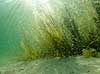 Undervandsmilj�. Havbunden ud fra standen ved Gilleleje med tangskov og stimer af nykl�ggede krebslarver Carcinus maenas  Danmark   undervandsfoto, undervandsbillede, undervandsmilj�, marineliv, marine liv, marinebiologi, kreps, sandbund, havbund
