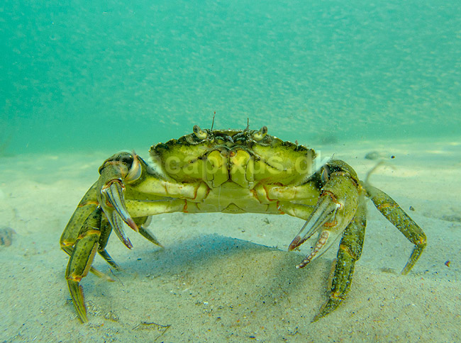 Strandkrabbe. Krabbe i forsvarspositur p� sandbunden i Storeb�lt ved Fyens Badestrand ved Nyborg ; Carcinus maenas; ; Danmark; ; Krebsdyr; krabbe, skaldyr, krabber, leddyr, undervandsfoto, undervandsbillede, undervandsmilj�, marineliv, marine liv, marinebiologi, krabba, kr�ftdjur, strandkrabba, kreps, sandbund, havbund
