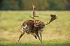 D�dyr. D�hjorte ordner pelsen p� brunstpladsen i Dyrehaven Dama dama J�gersborg Dyrehave / Sj�lland   pattedyr Hjorte, Cervidae, Parrett�ede hovdyr, Artiodactyla, hjort, d�vildt, gevir, fuldskuffel, dr�vtygger, brunst, fallow deer, d�hjort, dovhjort, Dyrehaven