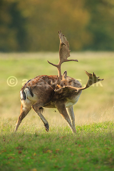 D�dyr. D�hjorte ordner pelsen p� brunstpladsen i Dyrehaven; Dama dama; J�gersborg Dyrehave / Sj�lland; ; ; pattedyr; Hjorte, Cervidae, Parrett�ede hovdyr, Artiodactyla, hjort, d�vildt, gevir, fuldskuffel, dr�vtygger, brunst, fallow deer, d�hjort, dovhjort, Dyrehaven