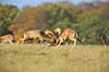 D�dyr. D�hjorte k�mper p� brunstpladsen i Dyrehaven Dama dama J�gersborg Dyrehave / Sj�lland   pattedyr Hjorte, Cervidae, Parrett�ede hovdyr, Artiodactyla, hjort, d�vildt, gevir, fuldskuffel, dr�vtygger, brunst, fallow deer, d�hjort, dovhjort, Dyrehaven
