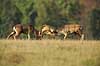 D�dyr. D�hjorte k�mper p� brunstpladsen i Dyrehaven Dama dama J�gersborg Dyrehave / Sj�lland   pattedyr Hjorte, Cervidae, Parrett�ede hovdyr, Artiodactyla, hjort, d�vildt, gevir, fuldskuffel, dr�vtygger, brunst, fallow deer, d�hjort, dovhjort, Dyrehaven