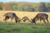 D�dyr. D�hjorte k�mper p� brunstpladsen i Dyrehaven Dama dama J�gersborg Dyrehave / Sj�lland   pattedyr Hjorte, Cervidae, Parrett�ede hovdyr, Artiodactyla, hjort, d�vildt, gevir, fuldskuffel, dr�vtygger, brunst, fallow deer, d�hjort, dovhjort, Dyrehaven
