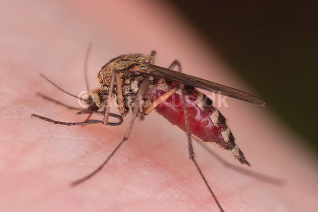 Stikmyg. Stikmyg suger blod p� arm ( Reprocessering af KOL10660 ); Culicidae; H�kens�s; Sverige; ; insekter; Tovinger, Diptera, myg, blodsugere, sommer