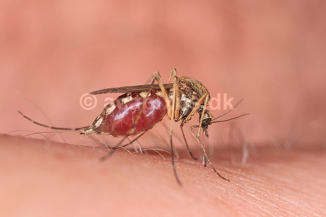 Stikmyg. Stikmyg suger blod p� arm ( Reprocessering af KOL11048 ); Culicidae; Bornholm; ; ; insekter; Tovinger, Diptera, myg, blodsugere, sommer
