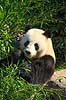 Stor panda. Pandabj�rn spiser bambus i K�benhavns Zoologiske Have Ailuropoda melanoleuca K�benhavns Zoologiske Have, ZOO / K�benhavn   pattedyr Stor panda, k�mpepanda, bambusbj�rn, Halvbj�rne, Procyonidae