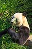 Stor panda. Pandabj�rn spiser bambus i K�benhavns Zoologiske Have Ailuropoda melanoleuca K�benhavns Zoologiske Have, ZOO / K�benhavn   pattedyr Stor panda, k�mpepanda, bambusbj�rn, Halvbj�rne, Procyonidae