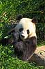 Stor panda. Pandabj�rn spiser bambus i K�benhavns Zoologiske Have Ailuropoda melanoleuca K�benhavns Zoologiske Have, ZOO / K�benhavn   pattedyr Stor panda, k�mpepanda, bambusbj�rn, Halvbj�rne, Procyonidae