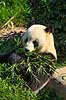 Stor panda. Pandabj�rn spiser bambus i K�benhavns Zoologiske Have Ailuropoda melanoleuca K�benhavns Zoologiske Have, ZOO / K�benhavn   pattedyr Stor panda, k�mpepanda, bambusbj�rn, Halvbj�rne, Procyonidae