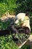 Stor panda. Pandabj�rn spiser bambus i K�benhavns Zoologiske Have Ailuropoda melanoleuca K�benhavns Zoologiske Have, ZOO / K�benhavn   pattedyr Stor panda, k�mpepanda, bambusbj�rn, Halvbj�rne, Procyonidae