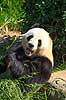 Stor panda. Pandabj�rn spiser bambus i K�benhavns Zoologiske Have Ailuropoda melanoleuca K�benhavns Zoologiske Have, ZOO / K�benhavn   pattedyr Stor panda, k�mpepanda, bambusbj�rn, Halvbj�rne, Procyonidae
