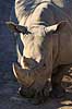 N�sehorn. Sydligt bredsnudet n�sehorn eller hvidt n�sehorn Ceratotherium simum K�benhavns Zoologiske Have, ZOO / K�benhavn   pattedyr Uparrett�ede hovdyr, Perissodactyla