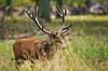 Kronhjort. Kronhjort under brunst perioden Cervus elaphus J�gersborg Dyrehave / Sj�lland   pattedyr Hjorte, kronhjorte, Cervidae, Parrett�ede hovdyr, Artiodactyla, Krondyr, Red deer, kronvildt, krondyr, kronhjorte, brunst, hjort