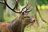 Kronhjort. Kronhjort under brunst perioden Cervus elaphus J�gersborg Dyrehave / Sj�lland   pattedyr Hjorte, kronhjorte, Cervidae, Parrett�ede hovdyr, Artiodactyla, Krondyr, Red deer, kronvildt, krondyr, kronhjorte, brunst, hjort