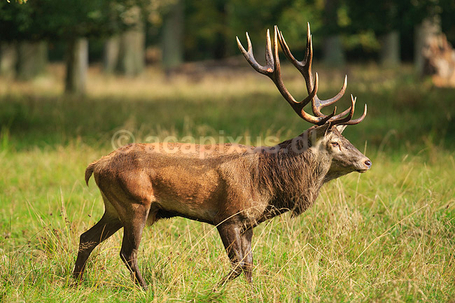 Kronhjort. Kronhjort under brunst perioden; Cervus elaphus; J�gersborg Dyrehave / Sj�lland; ; ; pattedyr; Hjorte, kronhjorte, Cervidae, Parrett�ede hovdyr, Artiodactyla, Krondyr, Red deer, kronvildt, krondyr, kronhjorte, brunst, hjort
