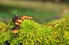 Skovbund. Svampe og mos gror p� tr�stamme i skovbunden i J�gersborg Dyrehave  J�gersborg Dyrehave / Sj�lland   svampe 