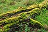 Skovbund. Svampe og mos gror p� tr�stamme i skovbunden i J�gersborg Dyrehave  J�gersborg Dyrehave / Sj�lland   svampe 