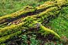 Skovbund. Svampe og mos gror p� tr�stamme i skovbunden i J�gersborg Dyrehave  J�gersborg Dyrehave / Sj�lland   svampe 