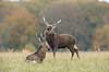 Sika. Sikahjorte i Dyrehaven Cervus nippon J�gersborg Dyrehave / Sj�lland   pattedyr Hjorte, Cervidae, Parrett�ede hovdyr, Artiodactyla, hjort, sikahjort