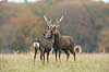 Sika. Sikahjorte i Dyrehaven Cervus nippon J�gersborg Dyrehave / Sj�lland   pattedyr Hjorte, Cervidae, Parrett�ede hovdyr, Artiodactyla, hjort, sikahjort