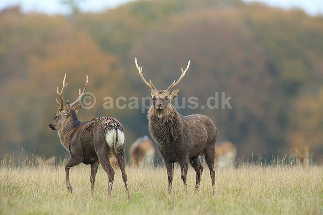 Sika. Sikahjorte i Dyrehaven; Cervus nippon; J�gersborg Dyrehave / Sj�lland; ; ; pattedyr; Hjorte, Cervidae, Parrett�ede hovdyr, Artiodactyla, hjort, sikahjort