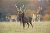 Sika. Sikahjorte i Dyrehaven Cervus nippon J�gersborg Dyrehave / Sj�lland   pattedyr Hjorte, Cervidae, Parrett�ede hovdyr, Artiodactyla, hjort, sikahjort