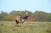 D�dyr. D�hjort br�ler p� brunstpladsen i Dyrehaven Dama dama J�gersborg Dyrehave / Sj�lland   pattedyr Hjorte, Cervidae, Parrett�ede hovdyr, Artiodactyla, hjort, d�vildt, gevir, fuldskuffel, dr�vtygger, brunst, fallow deer, d�hjort, dovhjort, Dyrehaven