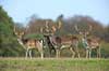 D�dyr. Unge d�hjorte p� brunstpladsen i Dyrehaven Dama dama J�gersborg Dyrehave / Sj�lland   pattedyr Hjorte, Cervidae, Parrett�ede hovdyr, Artiodactyla, hjort, d�vildt, gevir, fuldskuffel, dr�vtygger, brunst, fallow deer, d�hjort, dovhjort, Dyrehaven