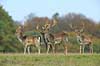 D�dyr. Unge d�hjorte p� brunstpladsen i Dyrehaven Dama dama J�gersborg Dyrehave / Sj�lland   pattedyr Hjorte, Cervidae, Parrett�ede hovdyr, Artiodactyla, hjort, d�vildt, gevir, fuldskuffel, dr�vtygger, brunst, fallow deer, d�hjort, dovhjort, Dyrehaven