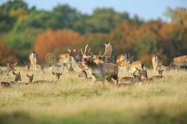 D�dyr. D�hjort br�ler p� brunstpladsen i Dyrehaven; Dama dama; J�gersborg Dyrehave / Sj�lland; ; ; pattedyr; Hjorte, Cervidae, Parrett�ede hovdyr, Artiodactyla, hjort, d�vildt, gevir, fuldskuffel, dr�vtygger, brunst, fallow deer, d�hjort, dovhjort, Dyrehaven