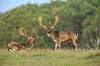D�dyr. D�hjorte p� brunstpladsen i Dyrehaven Dama dama J�gersborg Dyrehave / Sj�lland   pattedyr Hjorte, Cervidae, Parrett�ede hovdyr, Artiodactyla, hjort, d�vildt, gevir, fuldskuffel, dr�vtygger, brunst, fallow deer, d�hjort, dovhjort, Dyrehaven