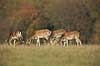 D�dyr. D�dyr p� brunstpladsen i Dyrehaven - med en st�r hvilende p� rumpen Dama dama J�gersborg Dyrehave / Sj�lland   pattedyr Hjorte, Cervidae, Parrett�ede hovdyr, Artiodactyla, hjort, d�vildt, gevir, fuldskuffel, dr�vtygger, brunst, fallow deer, d�hjort, dovhjort, Dyrehaven