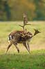 D�dyr. D�hjort ordner pelsen p� brunstpladsen i Dyrehaven Dama dama J�gersborg Dyrehave / Sj�lland   pattedyr Hjorte, Cervidae, Parrett�ede hovdyr, Artiodactyla, hjort, d�vildt, gevir, fuldskuffel, dr�vtygger, brunst, fallow deer, d�hjort, dovhjort, Dyrehaven