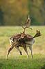 D�dyr. D�hjort ordner pelsen p� brunstpladsen i Dyrehaven Dama dama J�gersborg Dyrehave / Sj�lland   pattedyr Hjorte, Cervidae, Parrett�ede hovdyr, Artiodactyla, hjort, d�vildt, gevir, fuldskuffel, dr�vtygger, brunst, fallow deer, d�hjort, dovhjort, Dyrehaven