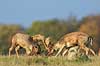 D�dyr. D�hjorte k�mper p� brunstpladsen i Dyrehaven Dama dama J�gersborg Dyrehave / Sj�lland   pattedyr Hjorte, Cervidae, Parrett�ede hovdyr, Artiodactyla, hjort, d�vildt, gevir, fuldskuffel, dr�vtygger, brunst, fallow deer, d�hjort, dovhjort, Dyrehaven