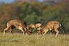 D�dyr. D�hjorte k�mper p� brunstpladsen i Dyrehaven Dama dama J�gersborg Dyrehave / Sj�lland   pattedyr Hjorte, Cervidae, Parrett�ede hovdyr, Artiodactyla, hjort, d�vildt, gevir, fuldskuffel, dr�vtygger, brunst, fallow deer, d�hjort, dovhjort, Dyrehaven