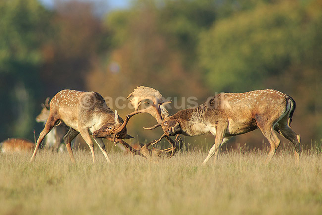 D�dyr. D�hjorte k�mper p� brunstpladsen i Dyrehaven; Dama dama; J�gersborg Dyrehave / Sj�lland; ; ; pattedyr; Hjorte, Cervidae, Parrett�ede hovdyr, Artiodactyla, hjort, d�vildt, gevir, fuldskuffel, dr�vtygger, brunst, fallow deer, d�hjort, dovhjort, Dyrehaven