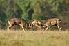 D�dyr. D�hjorte k�mper p� brunstpladsen i Dyrehaven Dama dama J�gersborg Dyrehave / Sj�lland   pattedyr Hjorte, Cervidae, Parrett�ede hovdyr, Artiodactyla, hjort, d�vildt, gevir, fuldskuffel, dr�vtygger, brunst, fallow deer, d�hjort, dovhjort, Dyrehaven