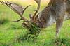 D�dyr. D�hjort pynter geviret med gr�s p� brunstpladsen i Dyrehaven Dama dama J�gersborg Dyrehave / Sj�lland   pattedyr Hjorte, Cervidae, Parrett�ede hovdyr, Artiodactyla, hjort, d�vildt, gevir, fuldskuffel, dr�vtygger, brunst, fallow deer, d�hjort, dovhjort, Dyrehaven