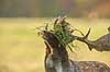 D�dyr. D�hjort pynter geviret med gr�s p� brunstpladsen i Dyrehaven Dama dama J�gersborg Dyrehave / Sj�lland   pattedyr Hjorte, Cervidae, Parrett�ede hovdyr, Artiodactyla, hjort, d�vildt, gevir, fuldskuffel, dr�vtygger, brunst, fallow deer, d�hjort, dovhjort, Dyrehaven
