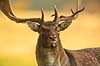 D�dyr. D�hjort p� brunstpladsen i Dyrehaven Dama dama J�gersborg Dyrehave / Sj�lland   pattedyr Hjorte, Cervidae, Parrett�ede hovdyr, Artiodactyla, hjort, d�vildt, gevir, fuldskuffel, dr�vtygger, brunst, fallow deer, d�hjort, dovhjort, Dyrehaven