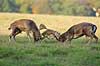 D�dyr. D�hjorte k�mper p� brunstpladsen i Dyrehaven Dama dama J�gersborg Dyrehave / Sj�lland   pattedyr Hjorte, Cervidae, Parrett�ede hovdyr, Artiodactyla, hjort, d�vildt, gevir, fuldskuffel, dr�vtygger, brunst, fallow deer, d�hjort, dovhjort, Dyrehaven