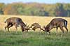 D�dyr. D�hjorte k�mper p� brunstpladsen i Dyrehaven Dama dama J�gersborg Dyrehave / Sj�lland   pattedyr Hjorte, Cervidae, Parrett�ede hovdyr, Artiodactyla, hjort, d�vildt, gevir, fuldskuffel, dr�vtygger, brunst, fallow deer, d�hjort, dovhjort, Dyrehaven