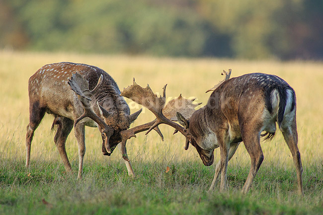 D�dyr. D�hjorte k�mper p� brunstpladsen i Dyrehaven; Dama dama; J�gersborg Dyrehave / Sj�lland; ; ; pattedyr; Hjorte, Cervidae, Parrett�ede hovdyr, Artiodactyla, hjort, d�vildt, gevir, fuldskuffel, dr�vtygger, brunst, fallow deer, d�hjort, dovhjort, Dyrehaven