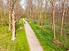 For�r i skoven. For�rstur p� skovsti omkranset af hvide anemoner i skovbunden i b�geskov i Hareskoven Anemone nemorosa Hareskoven   Planter Ranunkel-familien, Ranunculaceae, Ranunkel-ordenen, Ranunculales, blomster, for�r, b�g, b�getr�, b�getr�er