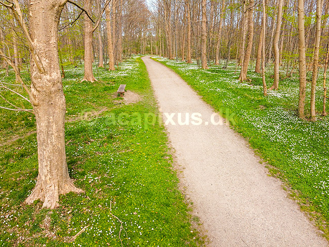 For�r i skoven. Skovsti omkranset af hvide anemoner i skovbunden i b�geskov i Hareskoven; Anemone nemorosa; Hareskoven; ; ; Planter; Ranunkel-familien, Ranunculaceae, Ranunkel-ordenen, Ranunculales, blomster, for�r, b�g, b�getr�, b�getr�er