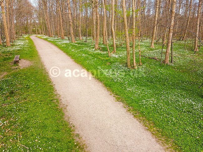 For�r i skoven. Skovsti omkranset af hvide anemoner i skovbunden i b�geskov i Hareskoven; Anemone nemorosa; Hareskoven; ; ; Planter; Ranunkel-familien, Ranunculaceae, Ranunkel-ordenen, Ranunculales, blomster, for�r, b�g, b�getr�, b�getr�er