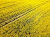 Rapsmark. Raps p� mark vest for Ballerup Brassica napus Led�je / Ballerup Danmark  Planter Landbrug, afgr�der, rapsolie, gul