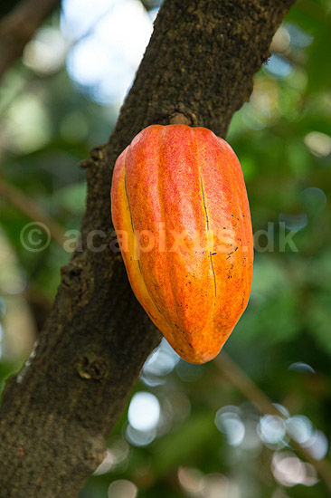 Kakao. Kakaofrugt p� stammen af kakaotr�.; Theobroma cacao; Botanisk Have / K�benhavn; ; ; Planter; Katost-ordenen, Malvales, Sterculiaceae, cacaotr�, cacaofrugt